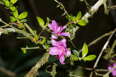 Rhododendron noriakianum