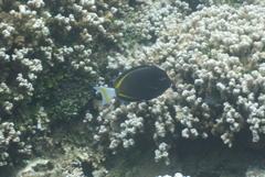 Acanthurus nigricans