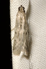 Homoeosoma nebulella