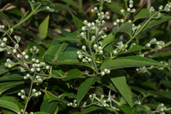 Deutzia pulchra