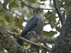 Lopholaimus antarcticus