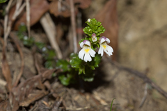 Euphrasia transmorrisonensis