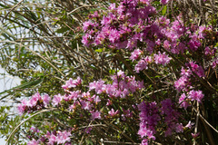 Rhododendron noriakianum