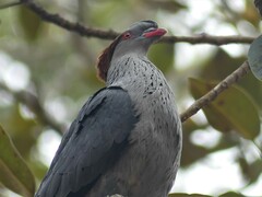 Lopholaimus antarcticus