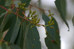 Eucalyptus macrorhyncha