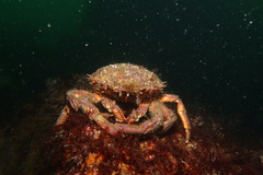 Maja brachydactyla