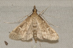 Dolicharthria punctalis