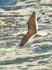 Larus dominicanus vetula