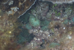 Discosoma nummiforme