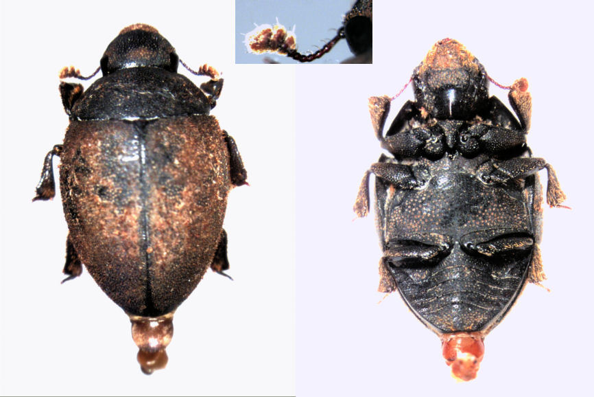 Nosodendron ovatum