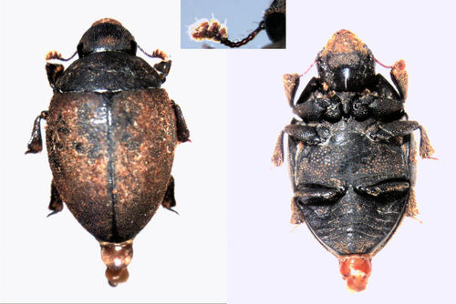 Nosodendron ovatum