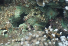 Discosoma nummiforme