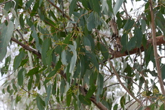 Eucalyptus macrorhyncha