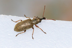 Cimberis attelaboides