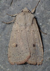 Xestia castanea