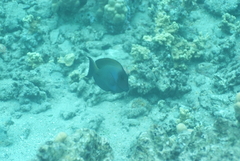 Ctenochaetus striatus