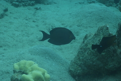 Ctenochaetus striatus