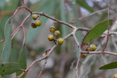 Eucalyptus macrorhyncha