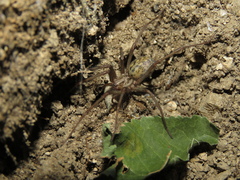 Eratigena duellica