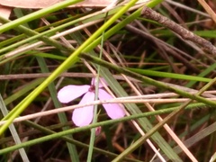 Tetratheca juncea