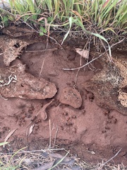 Camponotus nigriceps