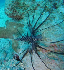 Pterois volitans