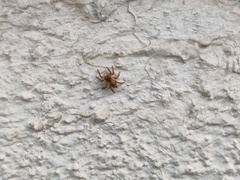 Salticinae