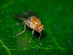 Neogriphoneura sordida