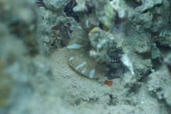 Discosoma nummiforme
