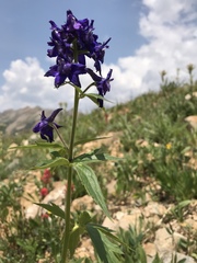 Delphinium barbeyi