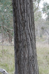 Eucalyptus macrorhyncha