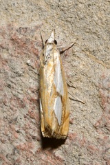 Catoptria pinella
