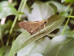 Pelopidas mathias