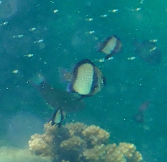 Dascyllus reticulatus