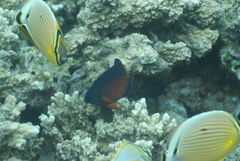 Centropyge bispinosa