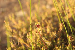 Caladenia septuosa