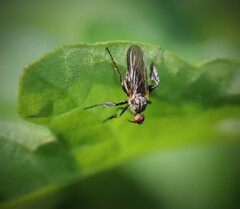 Empidoidea