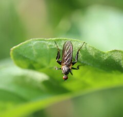 Empidoidea