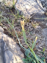 Albuca virens