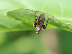 Empidoidea