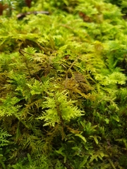 Thuidium delicatulum