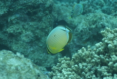 Chaetodon lunulatus
