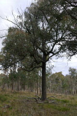 Eucalyptus macrorhyncha