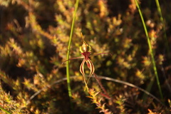 Caladenia septuosa