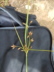 Bolboschoenus maritimus