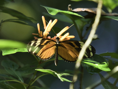 Heliconius