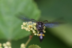 Vespidae