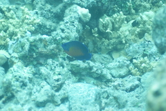 Centropyge bispinosa