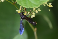 Vespidae