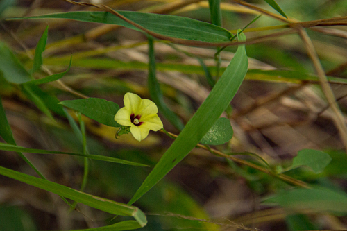 Xenostegia alatipes image